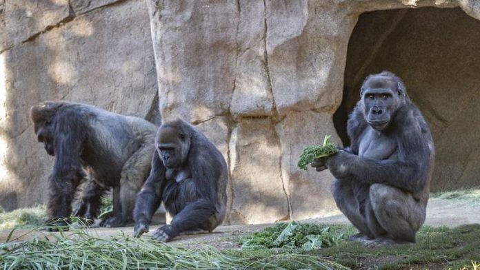 gor san diego zoo safari park